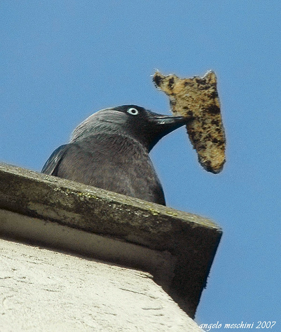 Taccola Corvus monedula che fodera il nido con robe aliene